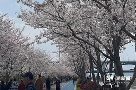 暴脾气天气后，最美樱花大道上的樱花还好吗？你又和谁有过回忆图片