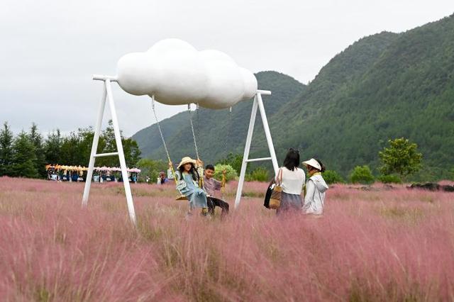 重庆酉阳：粉黛花海醉游人