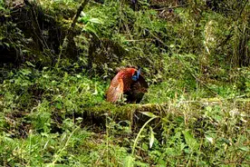 阴条岭保护区首现红腹角雉求偶影像图片