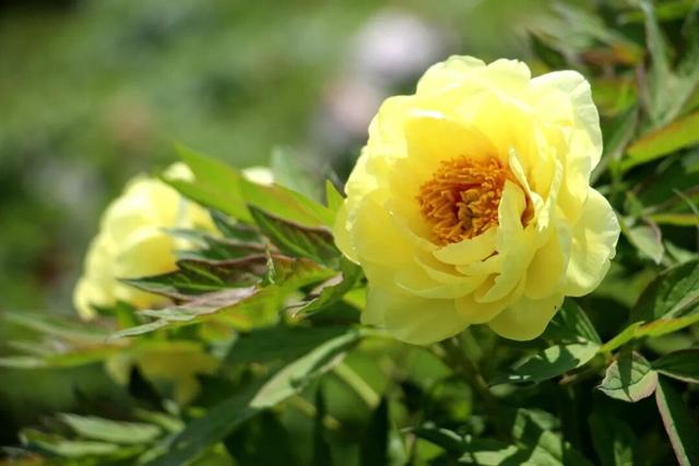 花开成海！快来打卡溧水这座校园