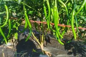 三都：辣椒采收忙 致富“钱”景好图片