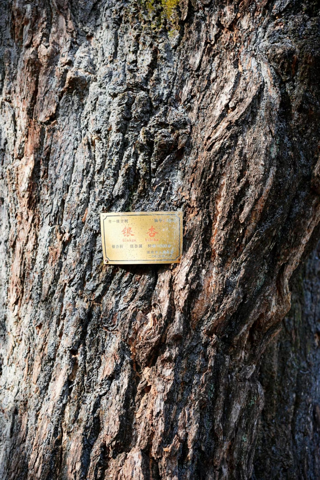 这6个淮南银杏绝美打卡地！码住刷爆朋友圈！