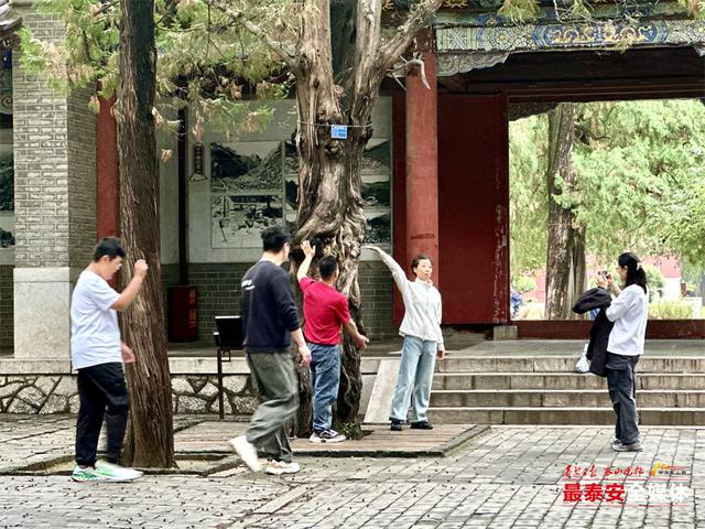 岱庙新添三处文旅新亮点 奇石古柏述传说 唐槐古院展新颜