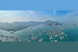 福建连江迎来鲍鱼投苗季图片