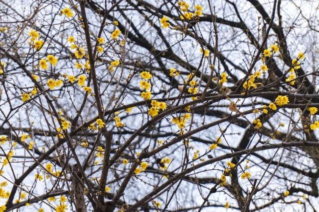 3座公园早樱盛开！武汉将喜提“樱花春节”