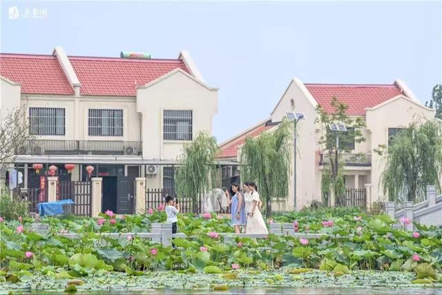 来宿城，打卡我“荷”你的浪漫