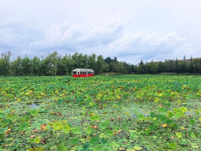 白鹭飞来白鹭湾，潮起日照展新篇