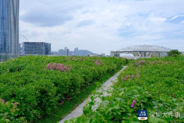 从穿过一条路，到停留一片景 宝安解题“城市为谁而建”