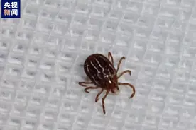 春天到户外活动务必小心！被这种虫叮咬后不及时处理 严重可致呼吸衰竭、出血甚至死亡图片