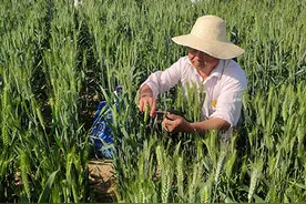 首届“全国科创名匠”｜史占良：对麦田“心动”的育种专家图片