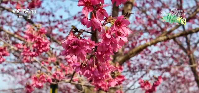 去踏青、共赏花，春意正浓！““春日经济”蓬勃绽放