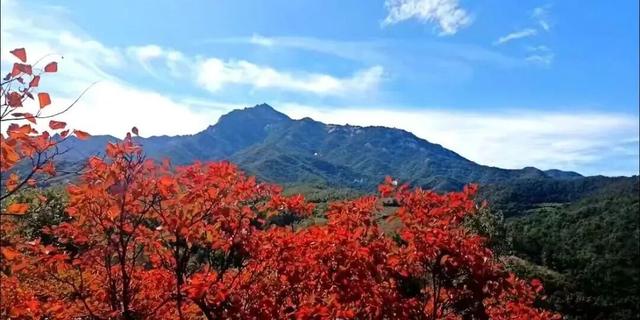 亮相央视！洛阳这些赏秋地，太美！