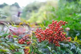 别摘别吃！全株有毒！这种植物广东常见，紧急提醒图片