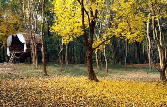 周末赶紧冲!趁着阳光明媚去寻香→