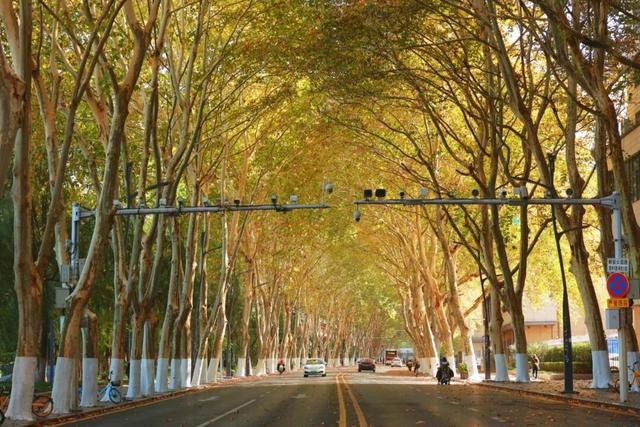 秋意渐浓，武汉即将美出新高度！这份赏秋攻略快收好~