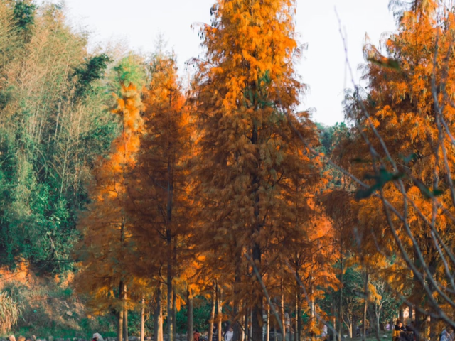 航旅融合 | 抽免费机票，来三明欣赏不一样的初冬景色！
