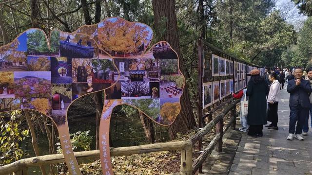 赵立坚微博打call日照银杏古树！附高清大图+进阶玩法！