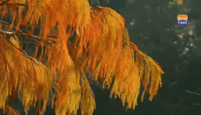 未来一个月，深圳人都往洪湖公园跑！