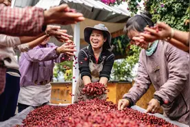 云南咖啡飘香全球 出口量稳居全国第一图片