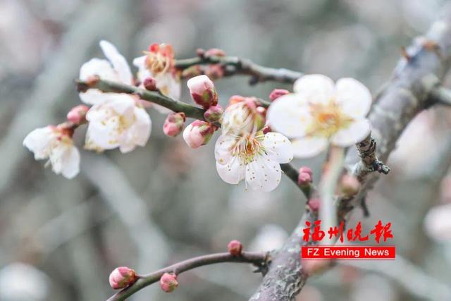 免费开放！福州梅洋，“梅”景如画
