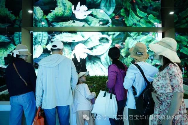 “我在宝华山组了个泡山菊”