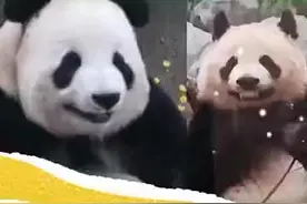 盘点大熊猫塞牙名场面，花花主打一个优雅图片