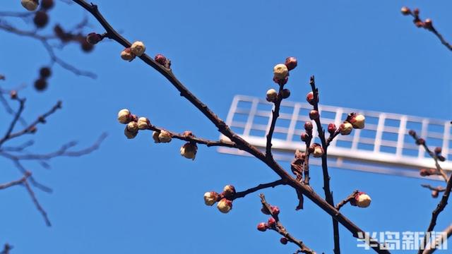 寒风凛冽，中山公园梅花开了