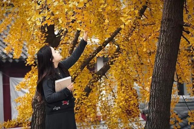 这6个淮南银杏绝美打卡地！码住刷爆朋友圈！