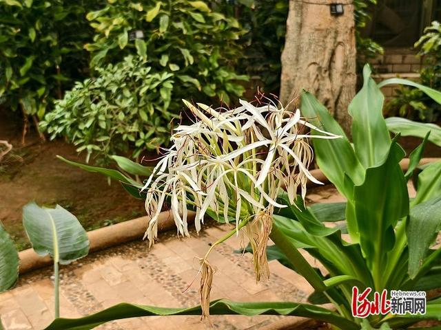 秋韵繁花绘就浪漫画卷  石家庄市植物园秋季花展开幕