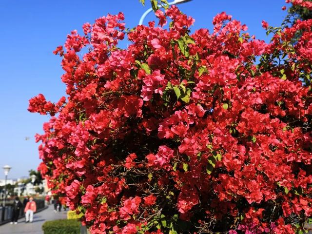 解锁冬日浪漫！来岩前星湖畔，一起走“花路”吧！