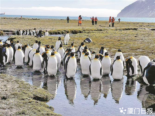 南极旅游旺季将至，厦门有旅行社推出“早鸟优惠”