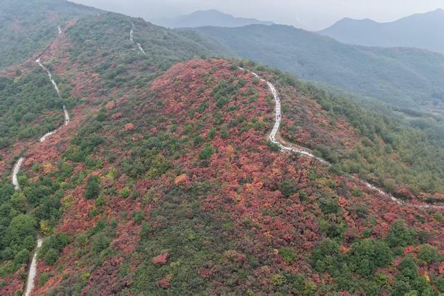 嵩山红叶季拉开帷幕