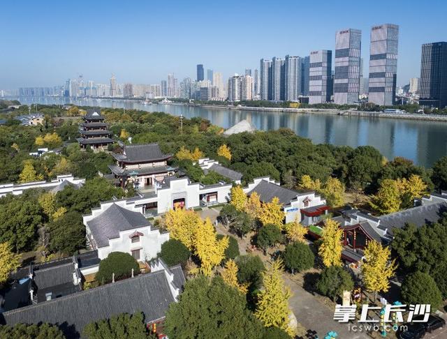 江天暮雪，一树金黄成诗｜组图