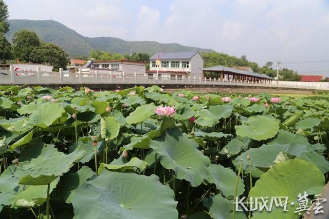 河北迁安：“荷”美乡村扮靓田园风光