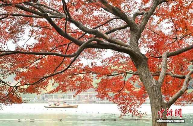 江南冬日 杭州西湖林木斑斓景色迷人