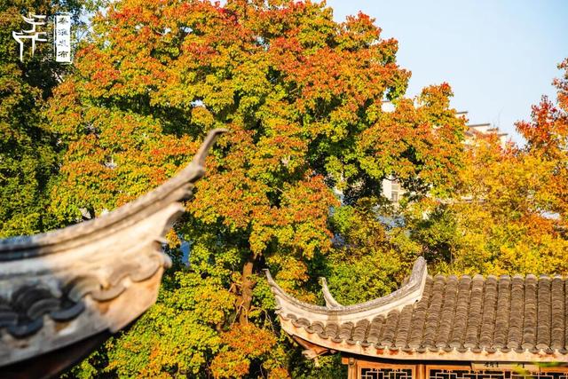 秦淮花事｜乌桕斑斓，半城秋色入画来