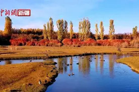 新疆拜城县：亚曼苏湿地迎来越冬候鸟迁徙高峰图片