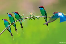 董寨自然保护区：推进生物多样性保护 全力守护好绿水青山图片