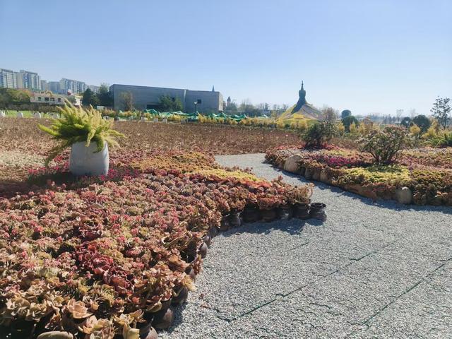 唛唛！这只“巨型孔雀”即将在斗南湿地公园华丽开屏