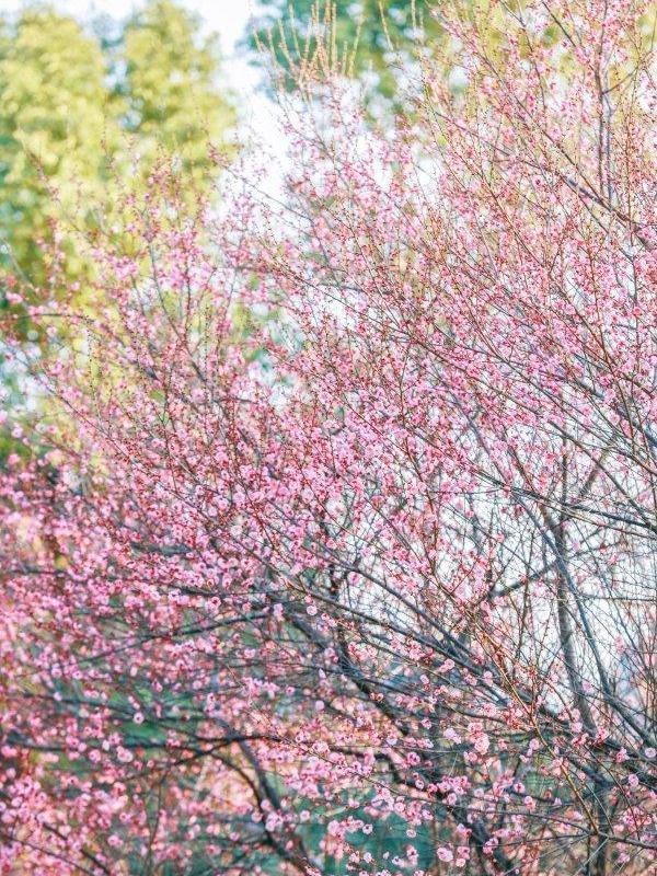 最新公园赏梅地图发布，武汉116座公园可赏梅花