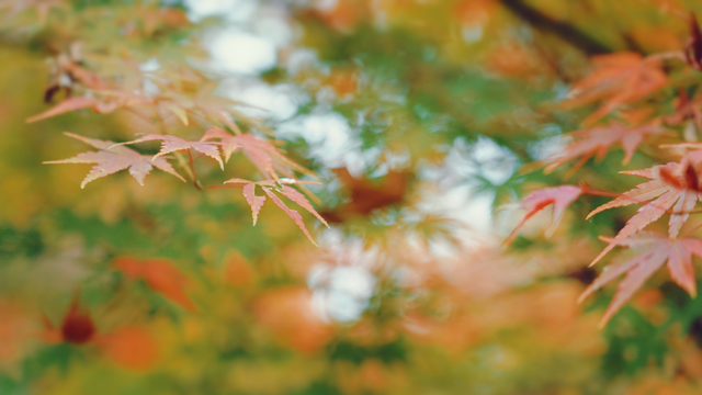 随手一拍都是大片！新都枫叶“封神”，快冲！