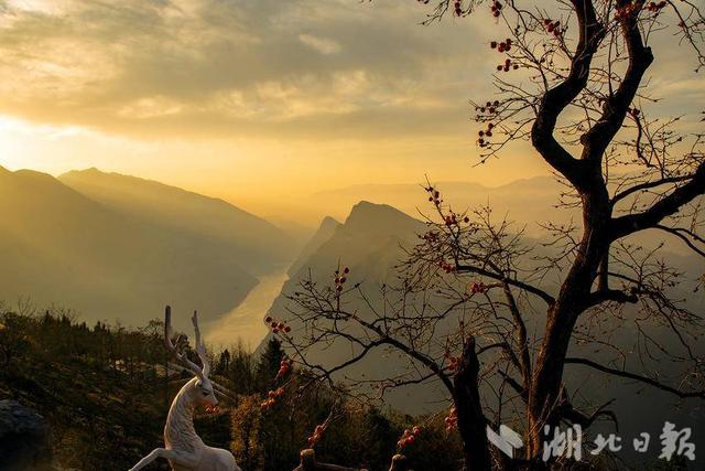 巴东：一树红柿暖初冬