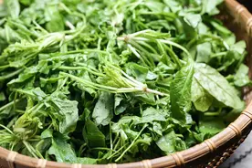 清明野菜正当“食”，吃对了可利五脏祛寒湿图片