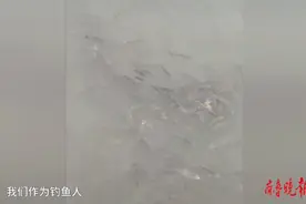 果然视频｜长江禁渔第三年，野生鱼被投喂成了观赏鱼图片