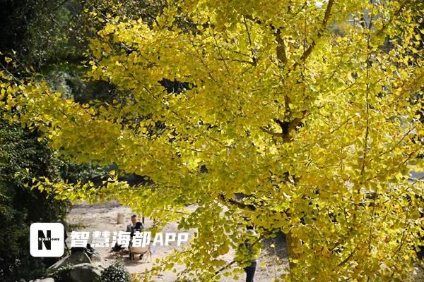 九峰村红枫银杏交织成画，成福州人周末游新宠