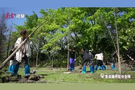视频｜松山湖唱响绿美生态建设主旋“绿”图片