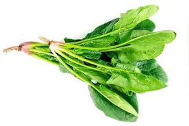 清明后这菜抓紧吃！比韭菜鲜、比枸杞补，养肝通便特在行图片