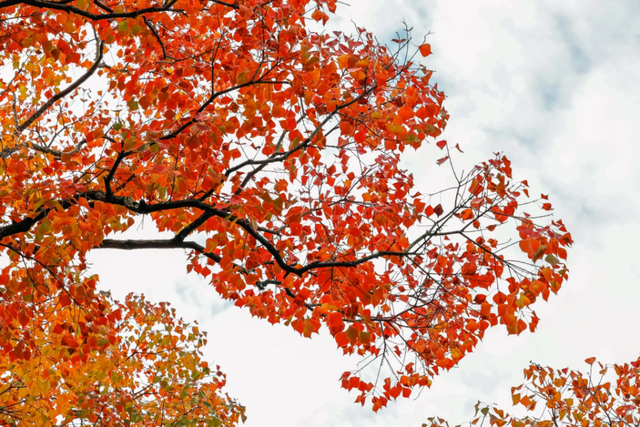 在上海市区的免费公园，一棵五彩树就是一场盛大的秋天！