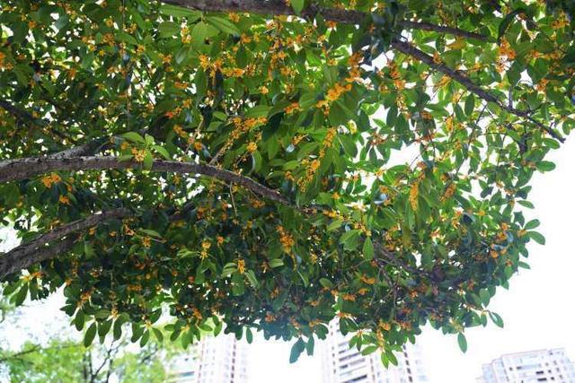 重庆江北：桂花街上桂花香 品秋赏花正当时