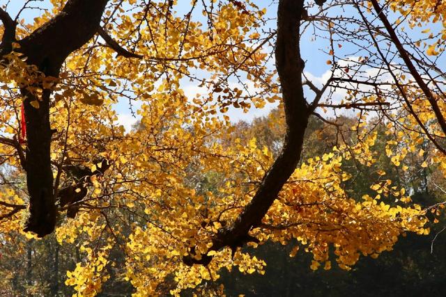 鲁山千年银杏“披金甲” 金秋盛景引客来